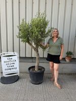 Vase shaped Olive tree
