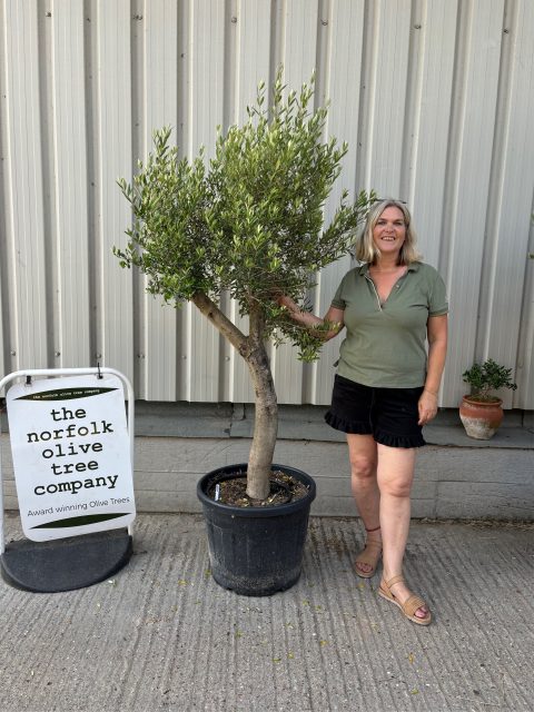 Vase shaped Olive tree
