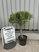 Courtyard Olive tree