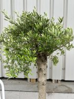 Courtyard Olive tree