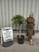 Courtyard Olive tree