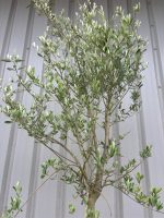 Tuscan Olive tree