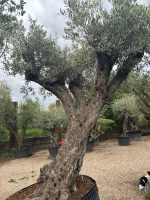 Tall ancient Olive tree