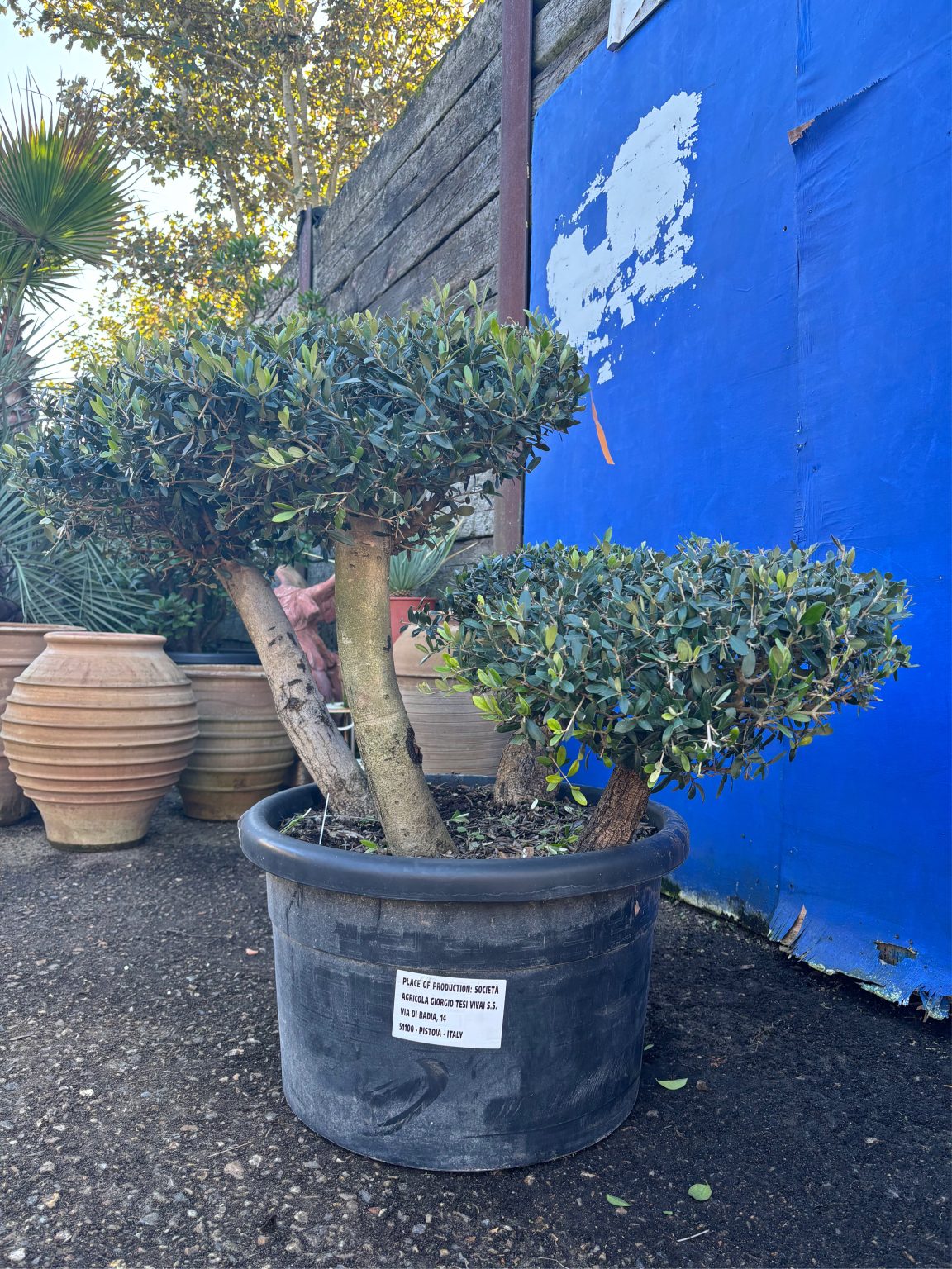 Bonsai cloud tree - The Norfolk Olive Tree Company