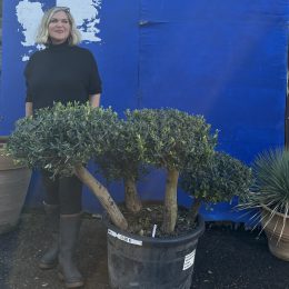 Bonsai cloud tree