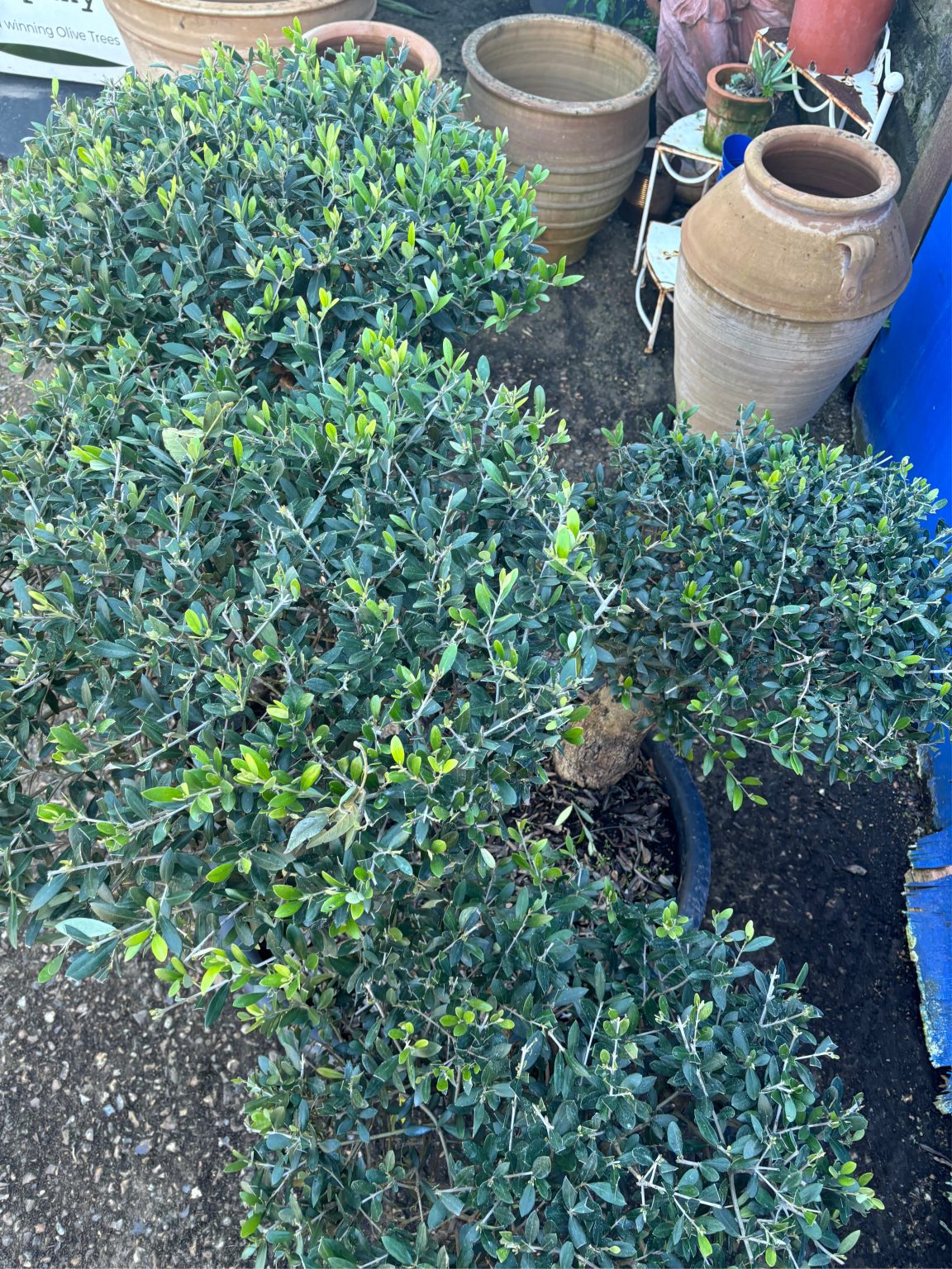 Bonsai cloud tree - The Norfolk Olive Tree Company