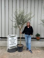 Tuscan Olive tree