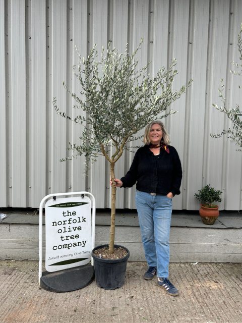Tuscan Olive tree