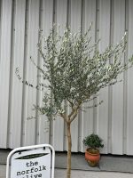 Tuscan Olive tree
