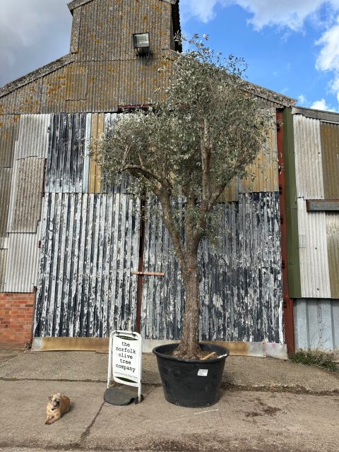 Olive Trees Near Me