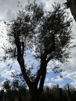 IMG_6070