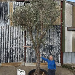 Tall ancient Olive tree