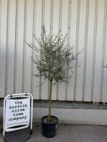 Leccino Olive tree