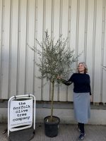 Leccino Olive tree