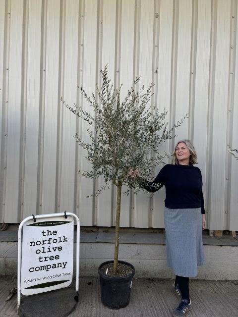 Leccino Olive tree