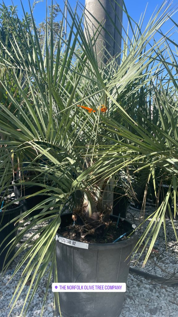 Mexican Blue Palm Tree