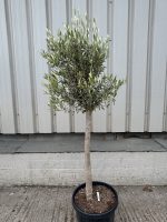 London Olive tree