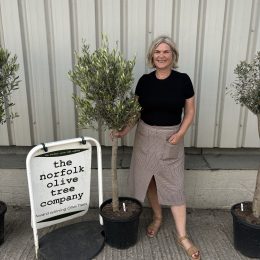 London Olive tree