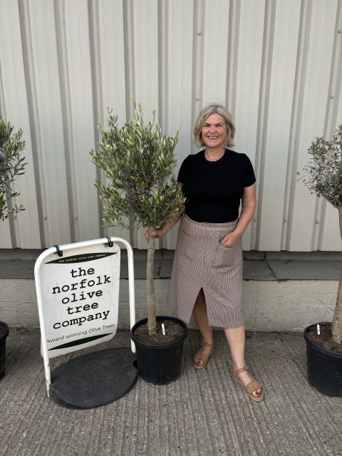 London Olive tree