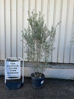 IMG_0502 Olive tree bush