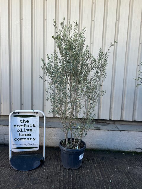 Olive tree bush