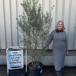 Olive tree bush delivery included