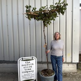 Grapevine -Vitis Vinifera- Umbrella form.