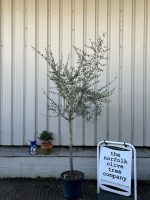 Leccino Olive tree