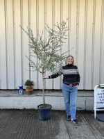 Leccino Olive tree