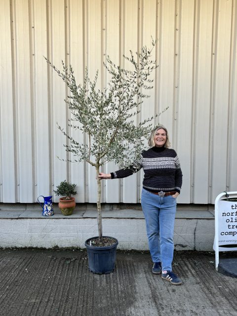 Leccino Olive tree