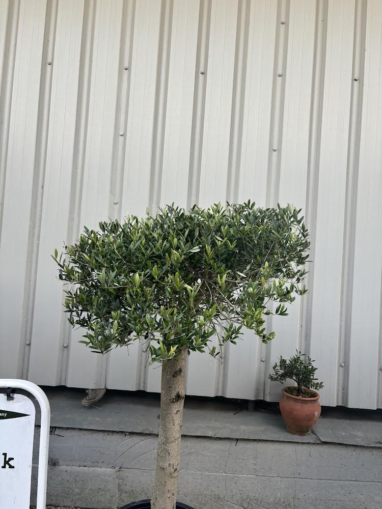 london-olive-tree-the-norfolk-olive-tree-company