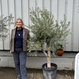 Patio Olive tree - free delivery