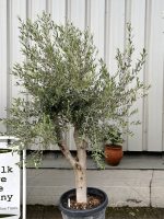 Patio Olive tree