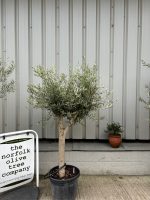 Courtyard Olive tree