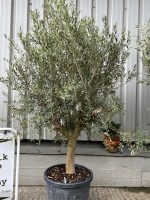 Bushy olive tree