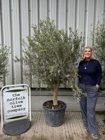 Bushy olive tree