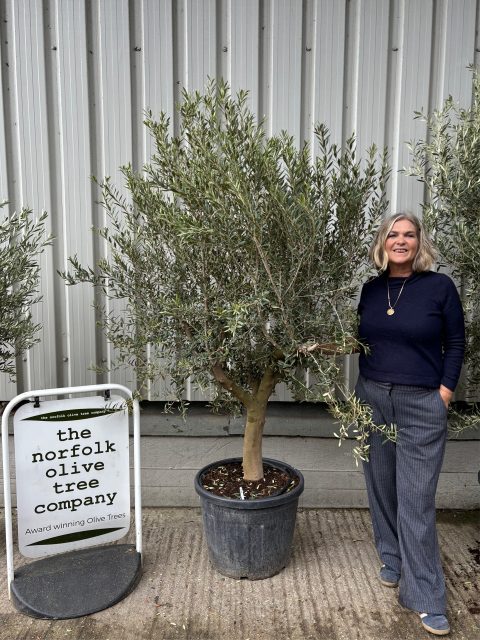 Bushy olive tree