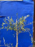 Pendolino Olive tree
