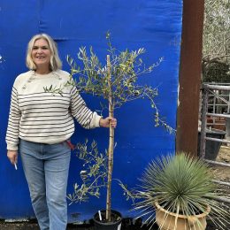 Pendolino Olive tree