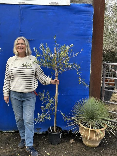 Pendolino Olive tree