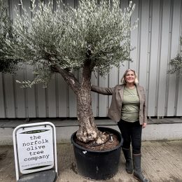 Multi-branched Olive tree