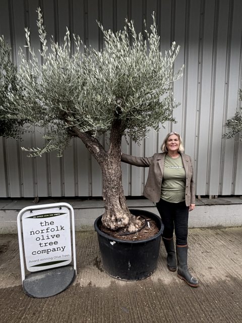 Multi-branched Olive tree