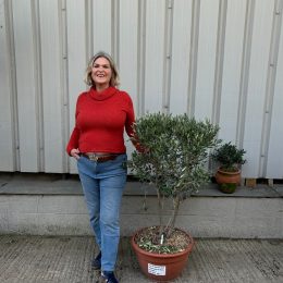 Courtyard Olive tree