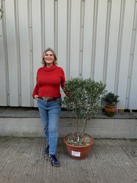 Courtyard Olive tree