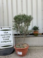 Courtyard Olive tree