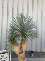 Mature double headed Yucca Rostrata