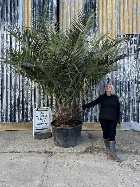 Jubaea Chilensis