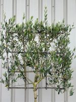 IMG_0105 Pleached Olive Tree