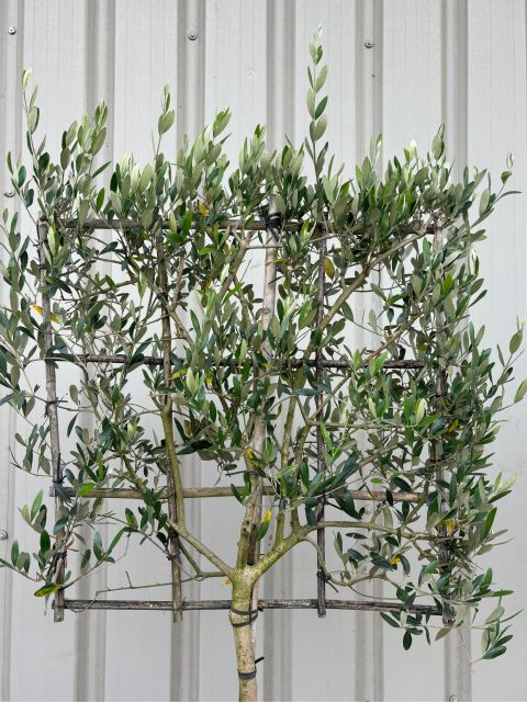 Pleached Olive Tree