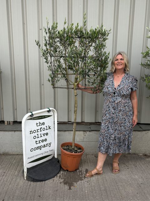 Pleached Olive Tree